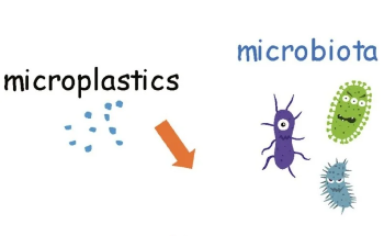 Discovering How Microplastics Endanger Health and Soil