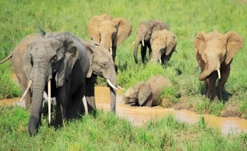 Climate Change Threatens Older Elephants Most, Jeopardizing African Elephants’ Future