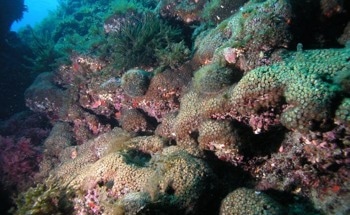 Corals Unveil Hidden Record of Industrial Pollution