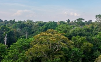 Amazon Rainfall Decline Threatens South American Monsoon