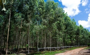 The Negative Effects of Reforestation Initiatives on Vast Tropical Grassland Areas