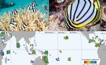 Meta-Analysis Indicates Poor Relationships Between Reef Fishes and Corals