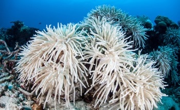 Effects of Microbes on the Propensity of Coral Bleaching