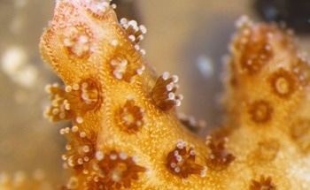 In-Vivo System Prevents the Collapse of Coral Reefs