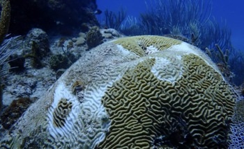 Using eDNA to Decode Coral Reef Health
