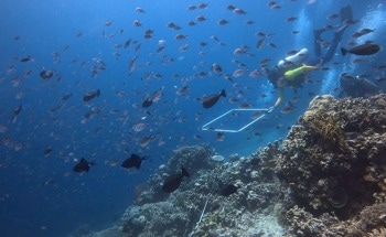 Global Coral Reefs are Undergoing Fourth Massive Bleaching Event