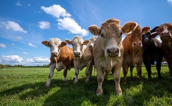New Strategies to Reduce Methane Emissions from Cattle