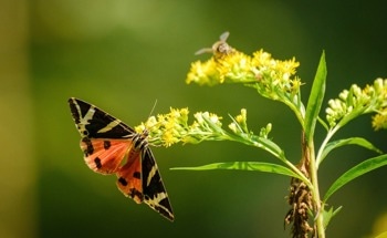 Integrating Social Media into Biodiversity Databases: The Next Big Step?