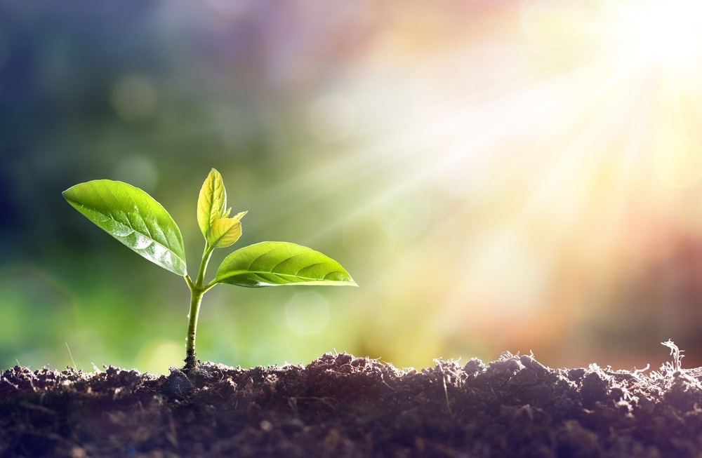 Epigenetic Memories of Plants Aid Adaption to Climate Change - Vimarsana News